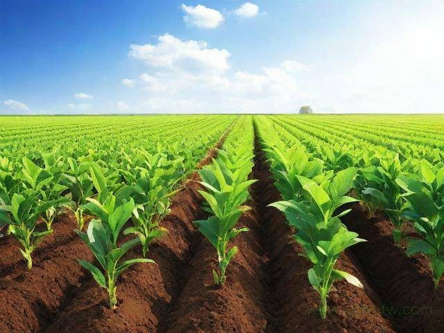 农业公司资质办理流程（农业公司营业执照办理流程）