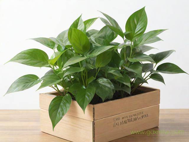 植物检疫证办理流程（植物检疫证书需要什么材料）