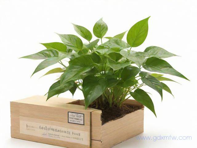 植物检疫证办理流程（植物检疫证书需要什么材料）